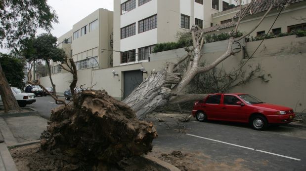 Daños causados por los árboles. Quién es responsable?