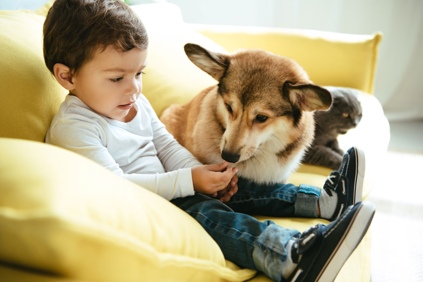 Normativa sobre animales en una comunidad de vecinos