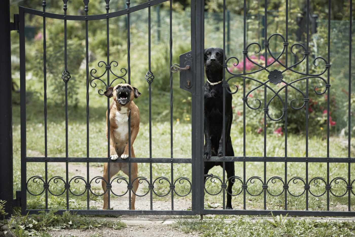 Indemnización de 12.000 euros por las molestias causadas por los ladridos de perros