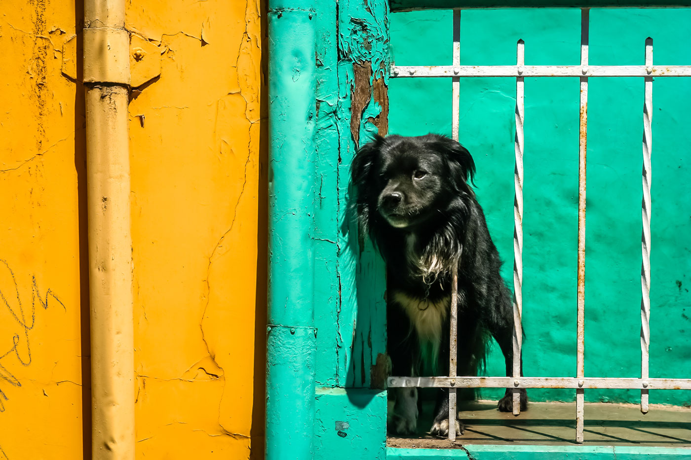 Un hombre recibe casi 12.000 € por los ladridos de los perros de sus vecinos