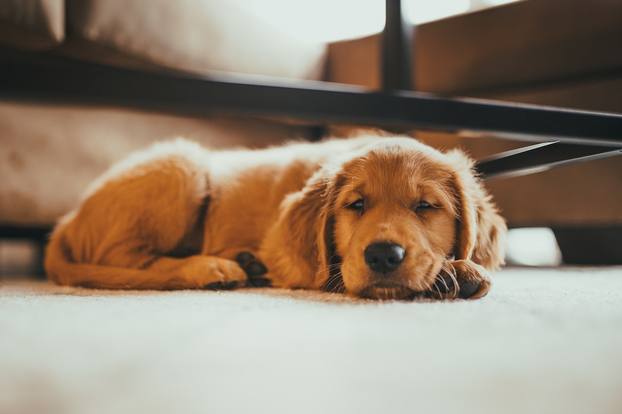 Leyes sobre los perros en comunidades de propietarios