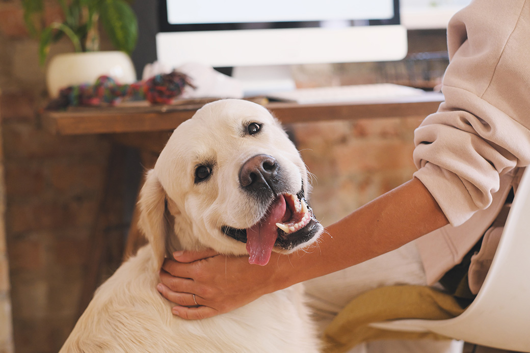 Los problemas con las mascotas en la comunidad de propietarios: cómo se solucionan